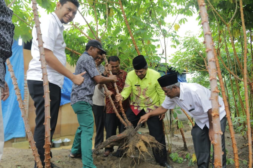 Alfedri Sebut Ubi Kayu Bernilai Ekonomis