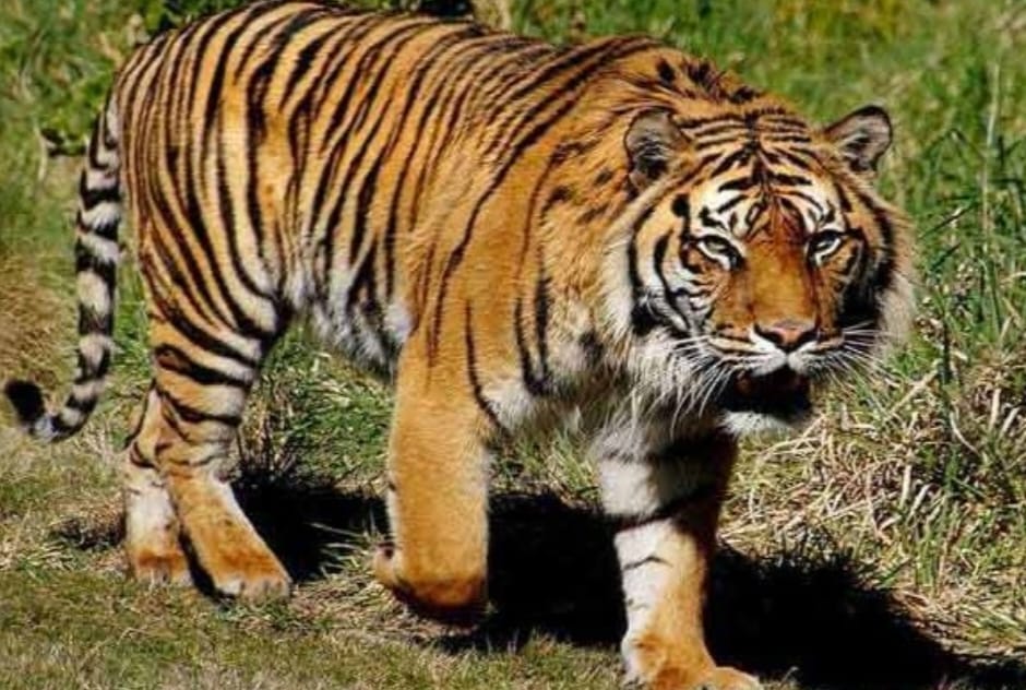 Beredar Vidio Seorang Warga Tewas Dimangsa Harimau, Kapolsek Kandis : Itu Tidak Benar