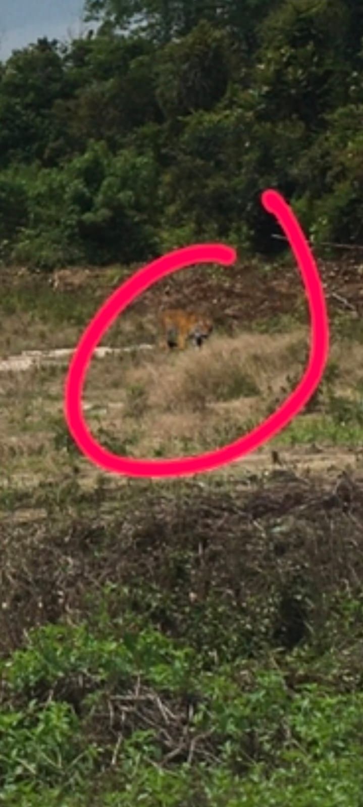 Bikin Heboh, Foto Harimau Sumatera di Belantik Siak Ternyata Editan, Pelaku Minta Maaf