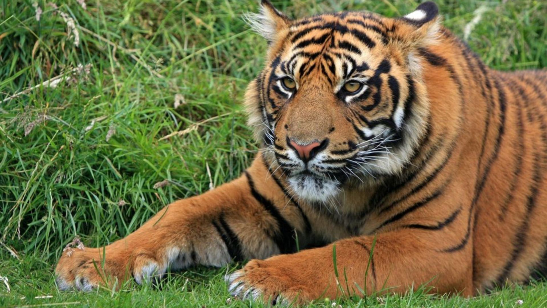 Diterkam Harimau, Kepala Seorang Pekerja di Kawasan Konsesi Pelalawan Luka Robek