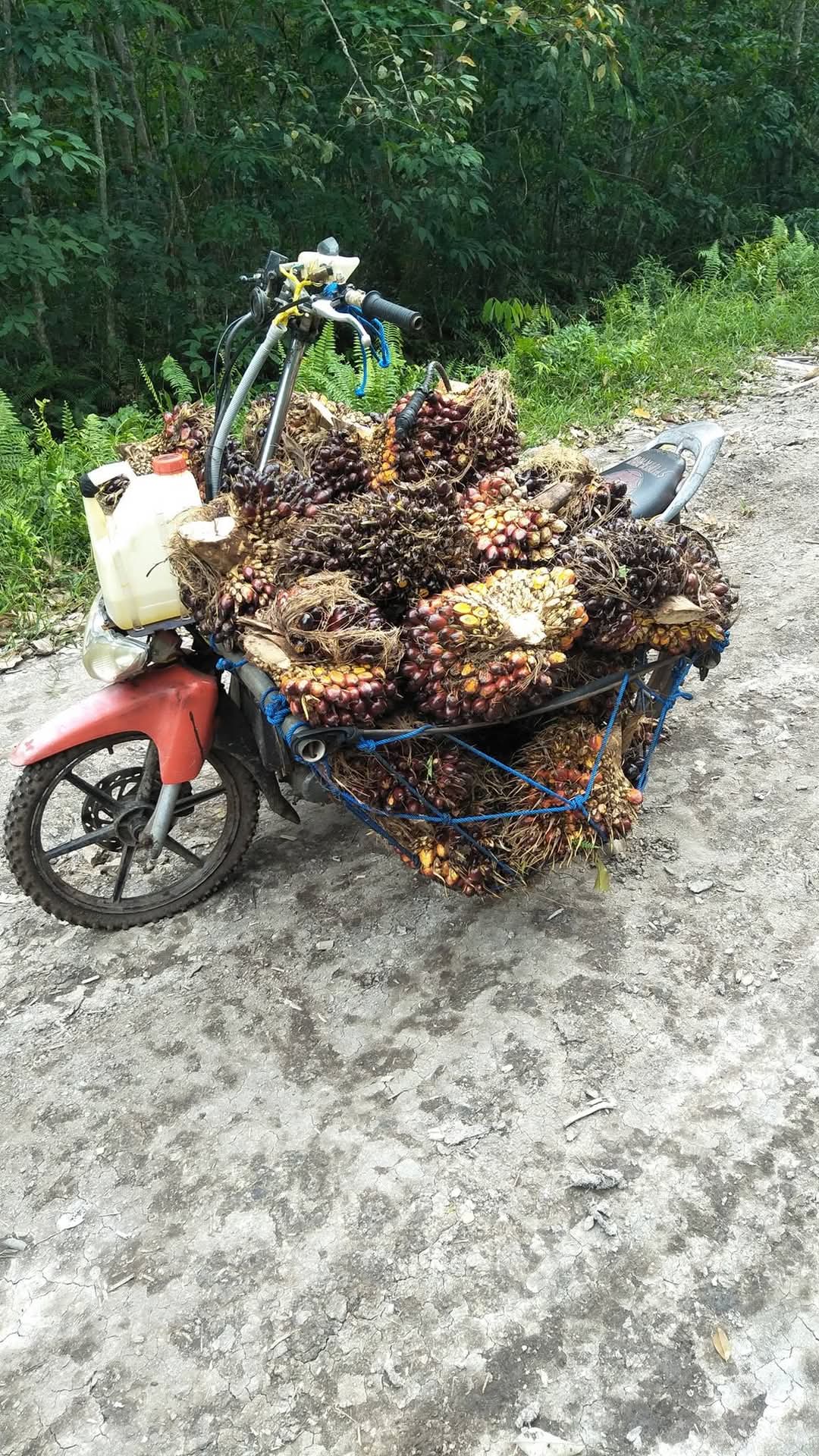 Harga CPO Naik, Kelapa Sawit Mitra Plasma Minggu Ini Dihargai Rp3.695 per Kg