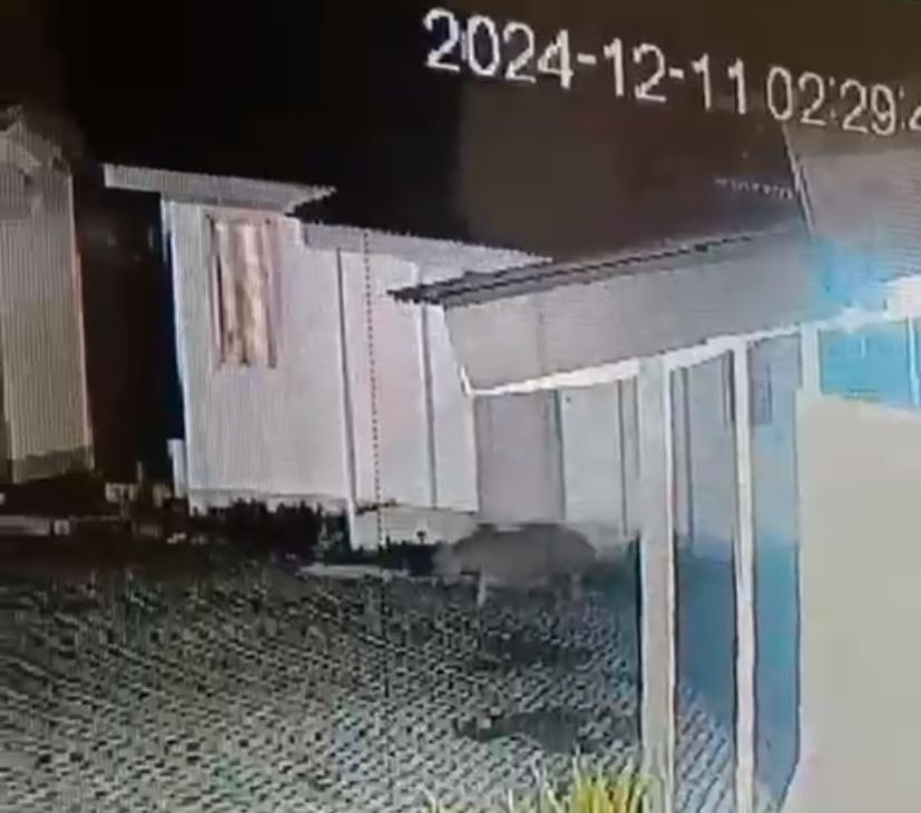 Harimau Terekam Kamera CCTV di Perusahaan Cakang Kampung Sungai Rawa