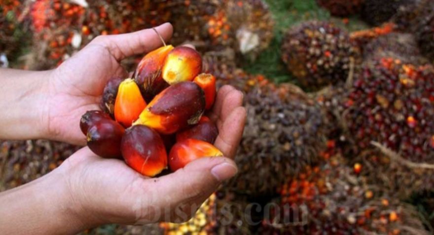 Horee, Harga Sawit di Riau Naik Lagi