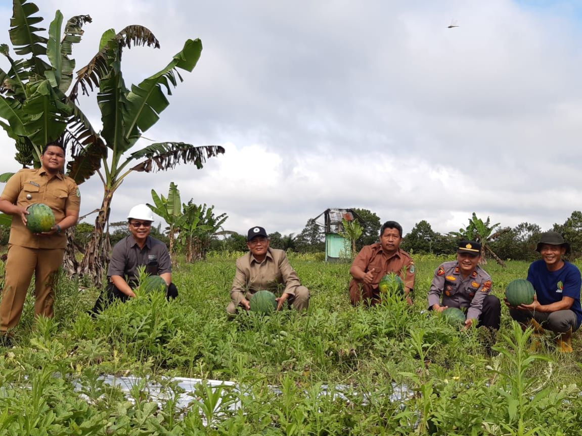 Kelompok Tani Binaan PT KTU Panen 12 Ton Buah Semangka