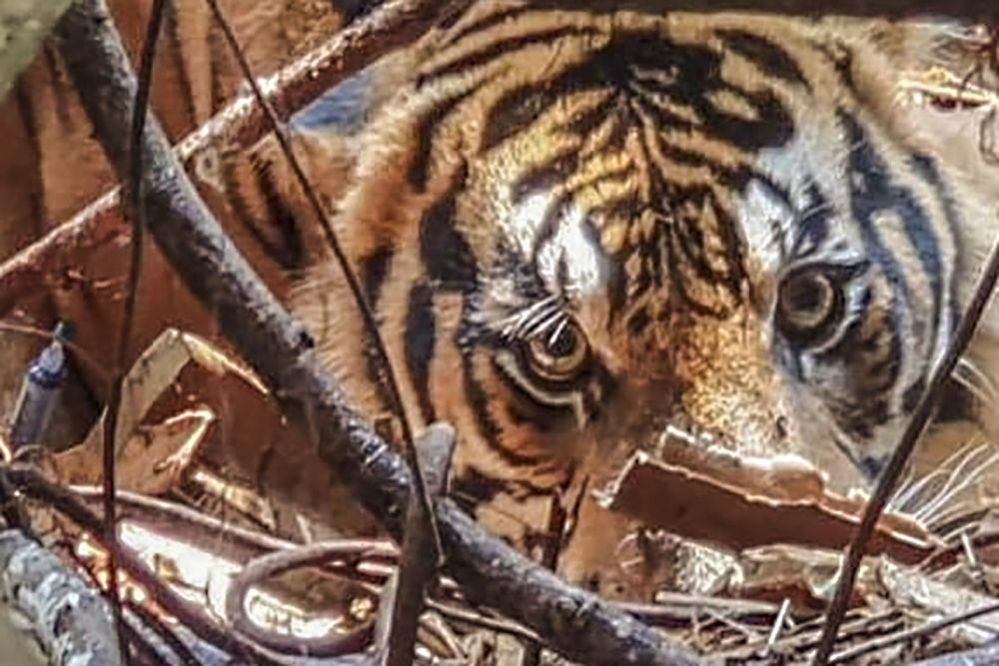 Konflik Manusia dengan Harimau di Riau: Ancaman Nyata dari Deforestasi