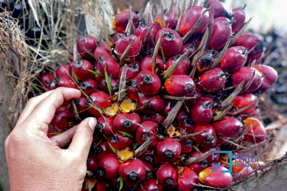 Minggu Ini Harga Kelapa Sawit Mitra Plasma Turun Lagi