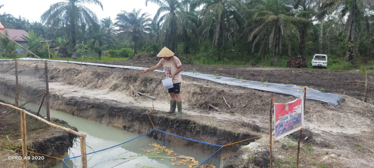 Peternakan Itik dan Kolam Ikan di Halaman Belakang Polsek Koto Gasib