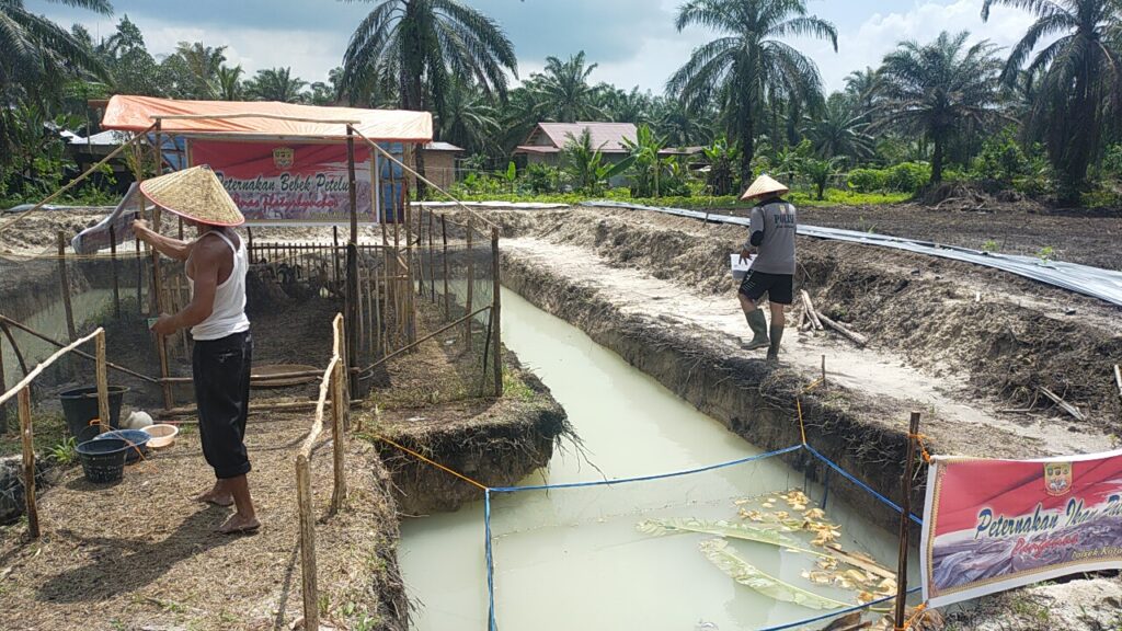 Polsek Koto Gasib Berbenah, Ubah Lahan Tidur Jadi Kebun holtikultura, Peternakan Itik dan Kolam Ikan
