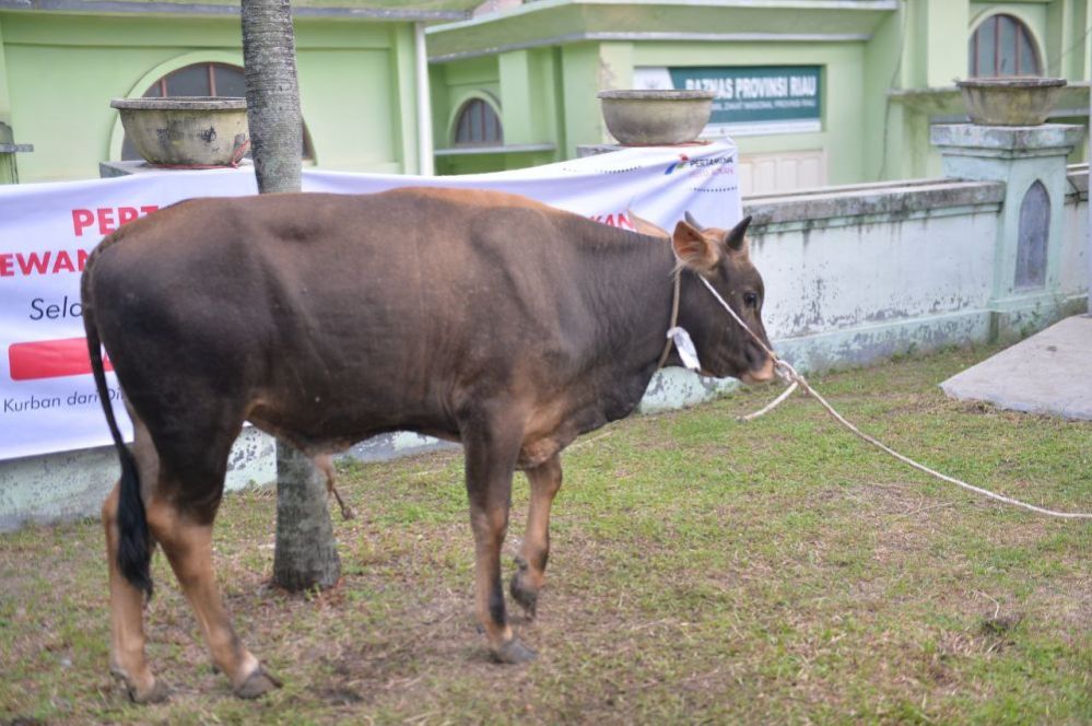 Sapi Kurban Bantuan Presiden Jokowi Akan Dipotong di komplek Masjid Nurul Wathan Rumbai