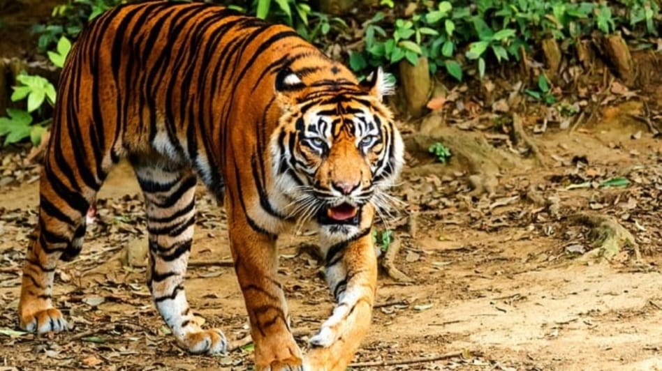 Sebelum Diserang Harimau, Pencari Damar di Inhu Sempat Mendengar Raungan