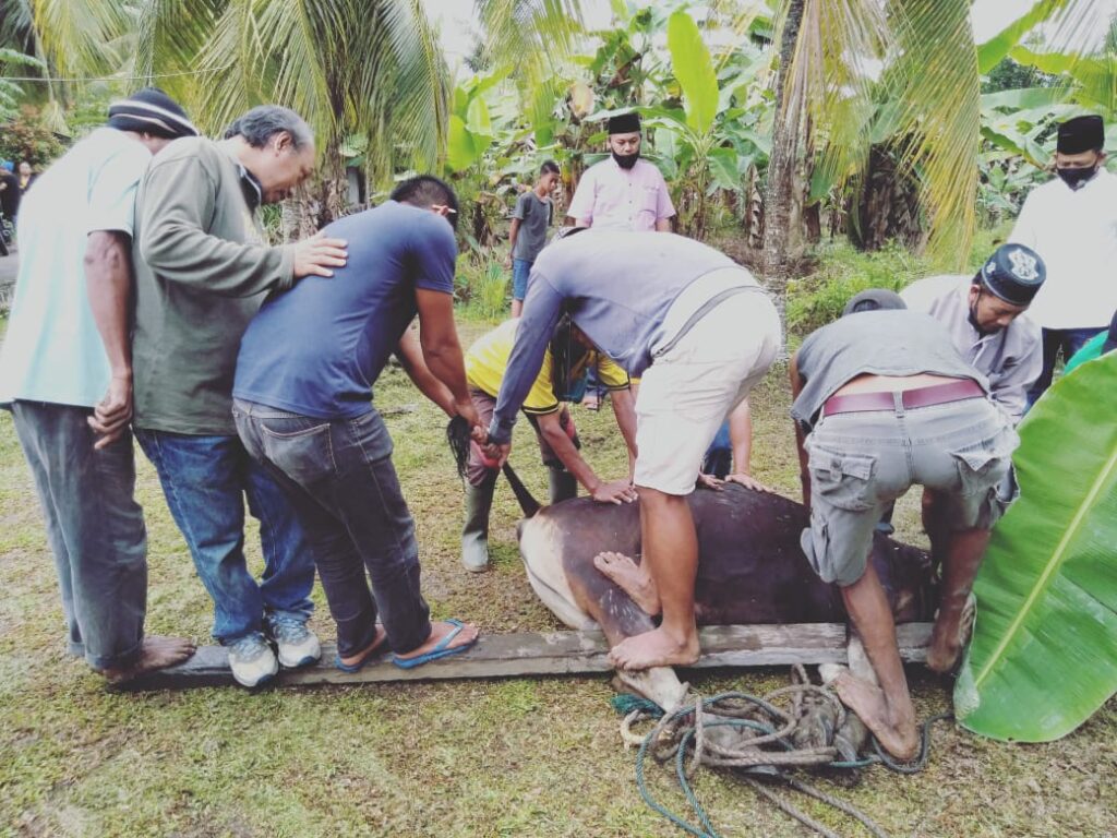 Sisihkan Gaji Sebagai Anggota Dewan Siak, Fraksi Demokrat Sumbang 4 Ekor Sapi untuk Kurban