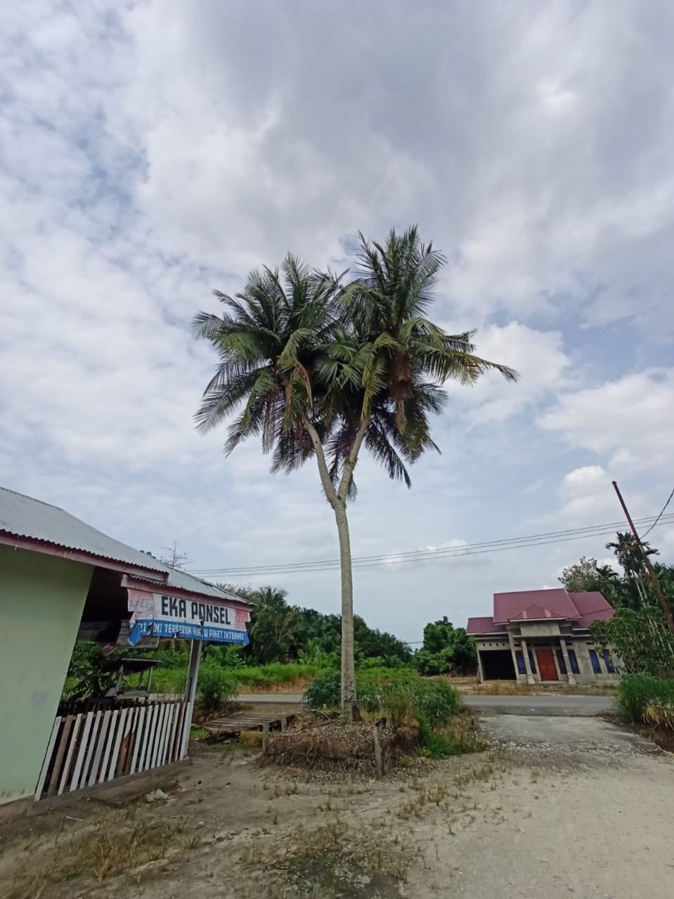 Unik, Pohon Kelapa di Siak Ini Bercabang 5