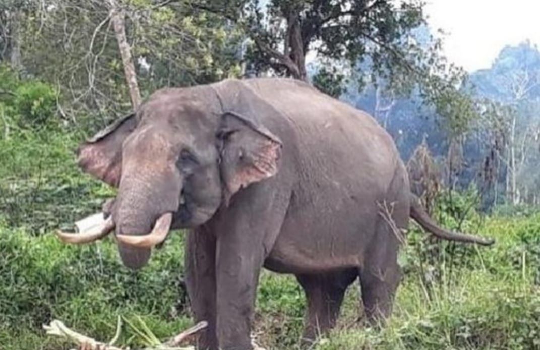 Warga Gunungmelintang Resah Kawanan Gajah Masuk Kebun