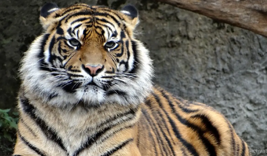 Warga Siak Ditemukan dengan Kondisi Kepala Putus Diduga Diterkam Harimau